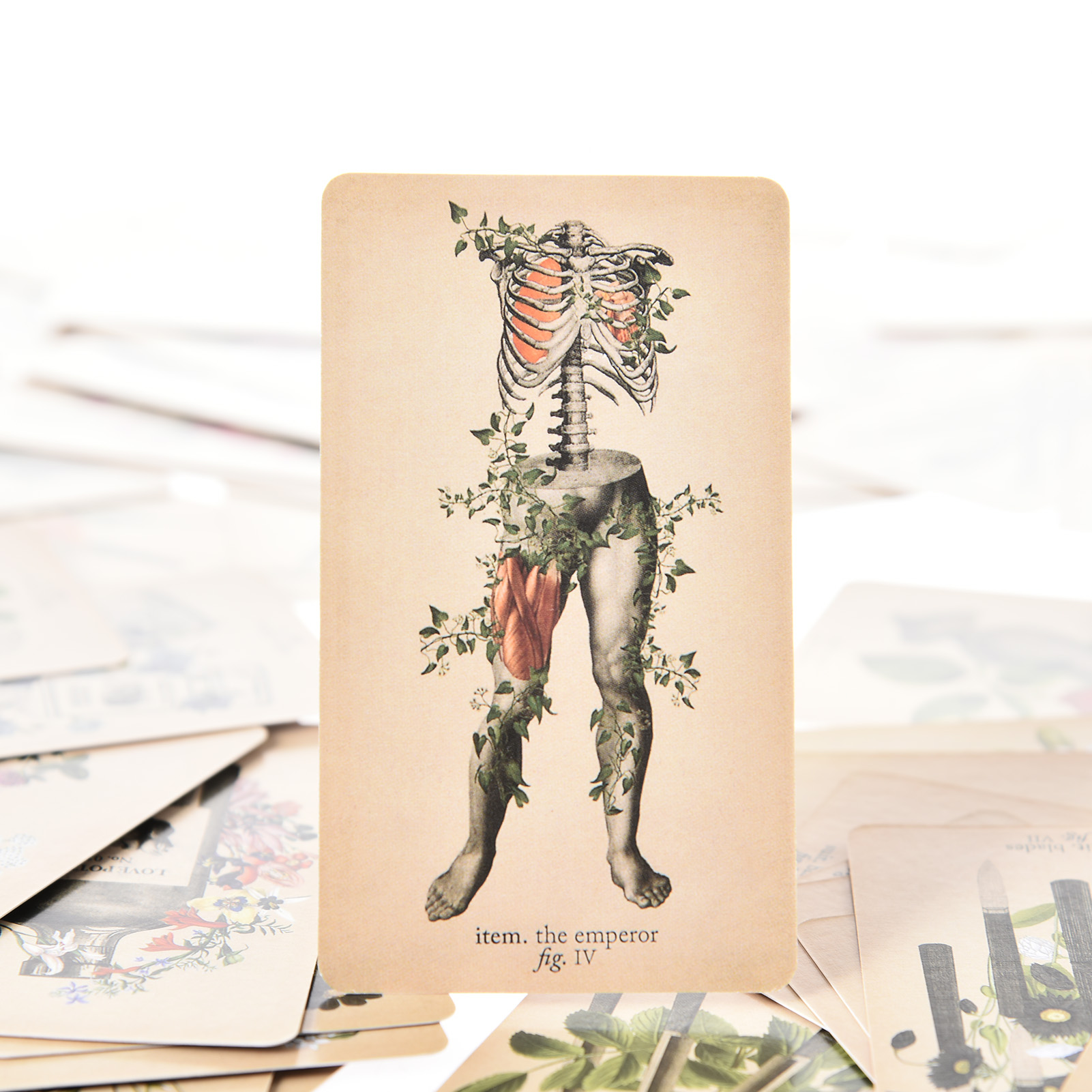Les Cartes de Tarot « Anatomy  - Board Game Oracle avis et prix